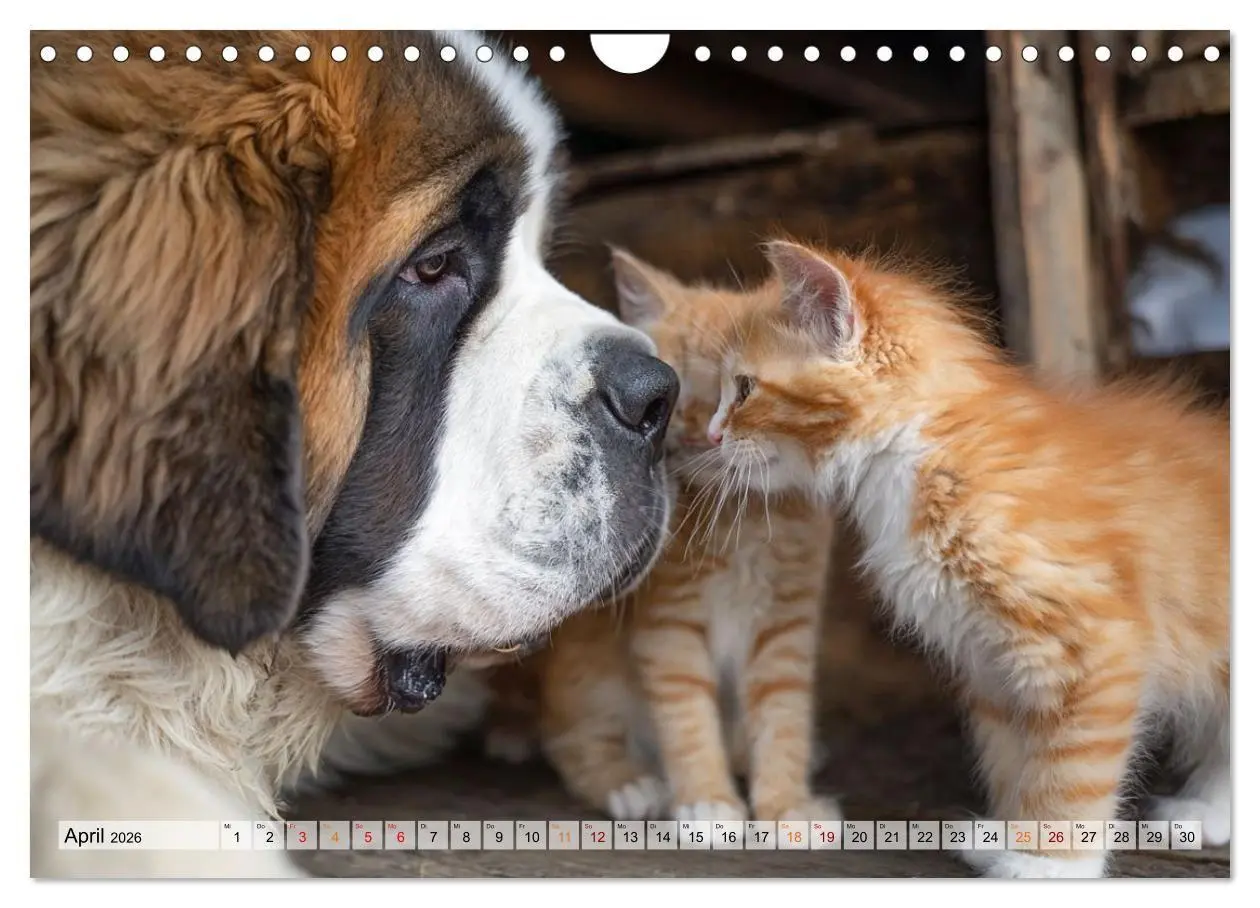 Bild: 9783516653212 | Hund und Katze - Tierische Freunde (Wandkalender 2026 DIN A4 quer),...