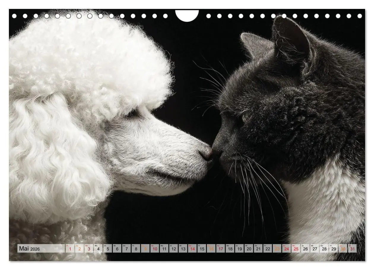 Bild: 9783516653212 | Hund und Katze - Tierische Freunde (Wandkalender 2026 DIN A4 quer),...