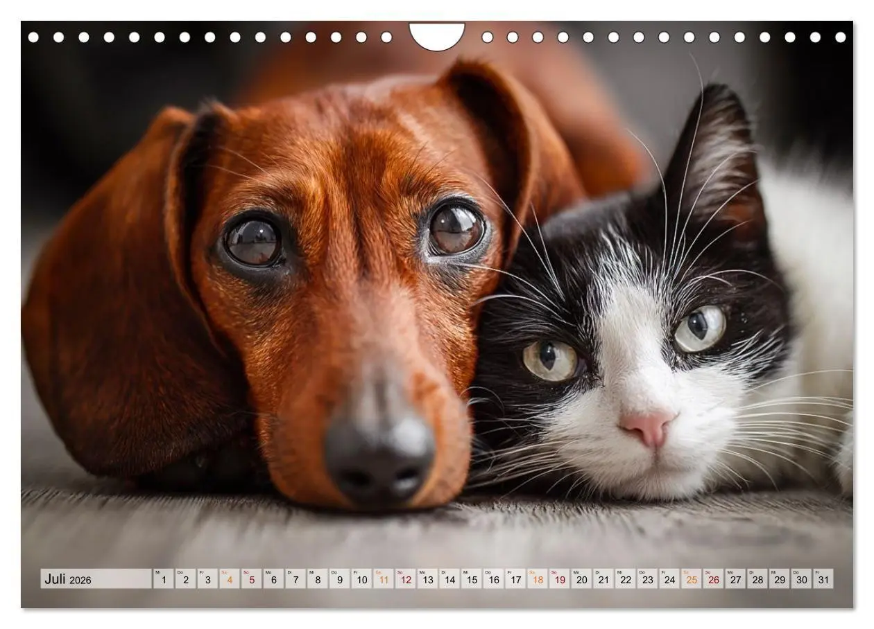 Bild: 9783516653212 | Hund und Katze - Tierische Freunde (Wandkalender 2026 DIN A4 quer),...
