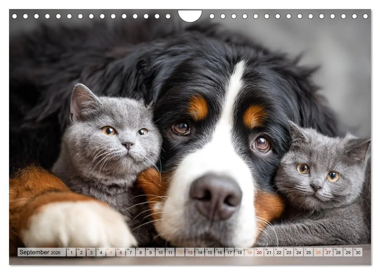 Bild: 9783516653212 | Hund und Katze - Tierische Freunde (Wandkalender 2026 DIN A4 quer),...