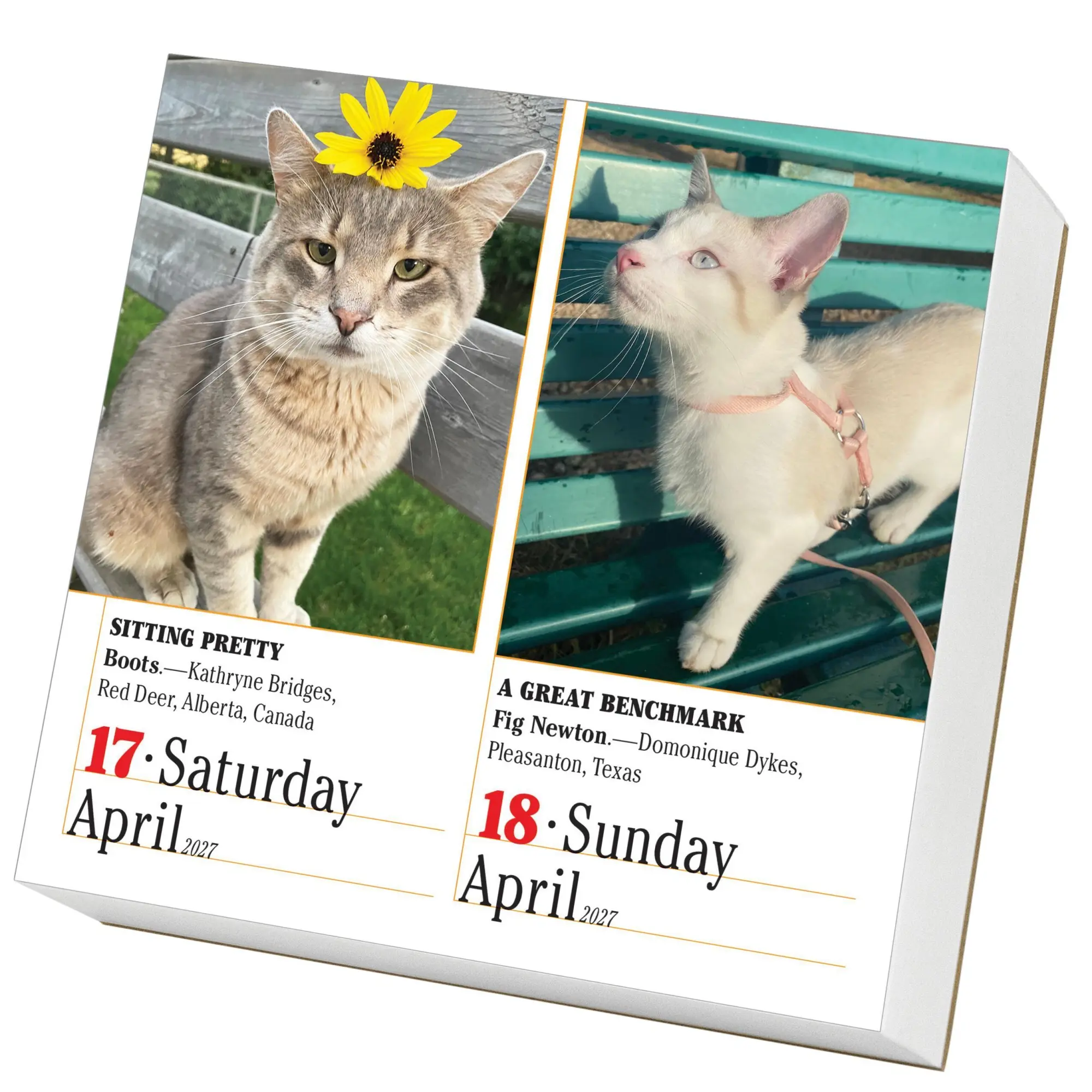 Bild: 9781523533312 | 365 Cats Page-A-Day® Calendar 2027 | The World's Favorite Cat Calendar