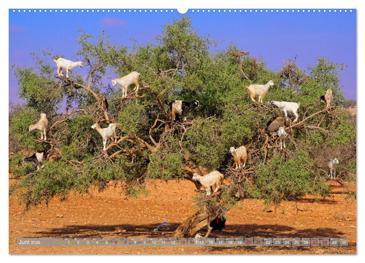 Bild: 9783457483312 | neunziggrad I photoart: marokko (Wandkalender 2026 DIN A2 quer),...