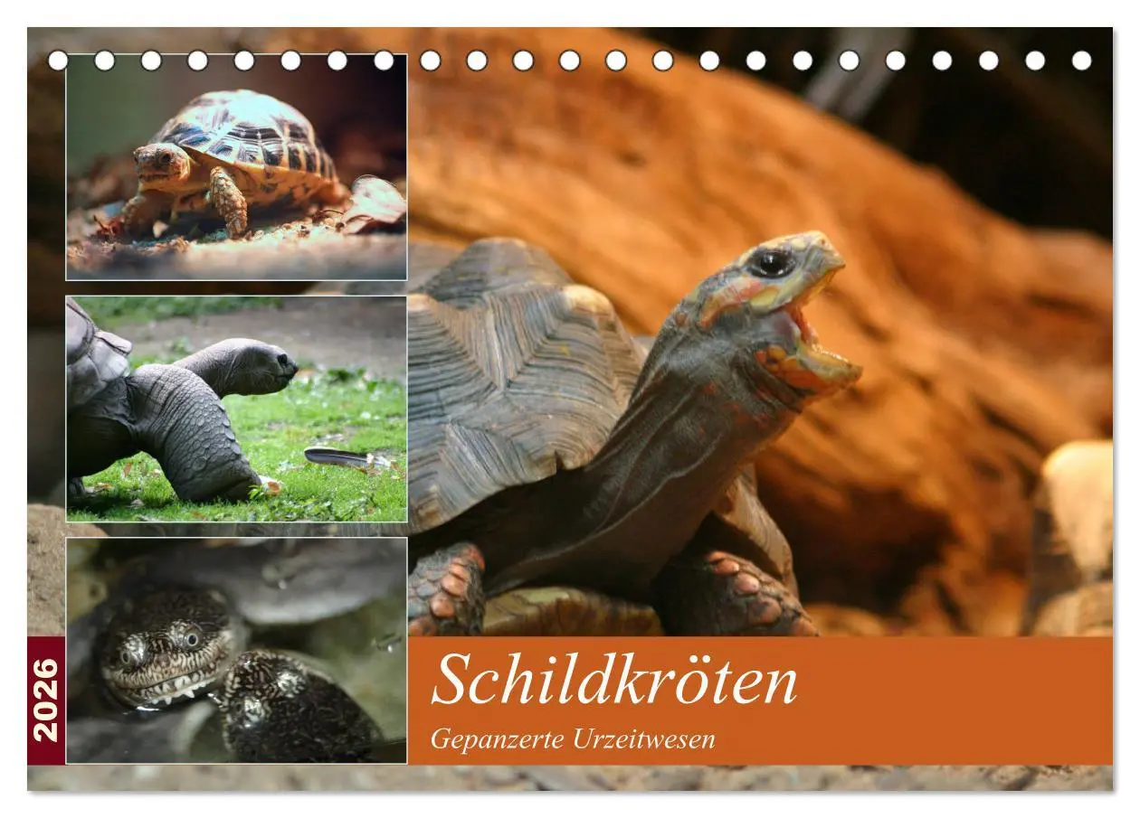 Cover: 9783516183412 | Schildkröten - Gepanzerte Urzeitwesen (Tischkalender 2026 DIN A5...