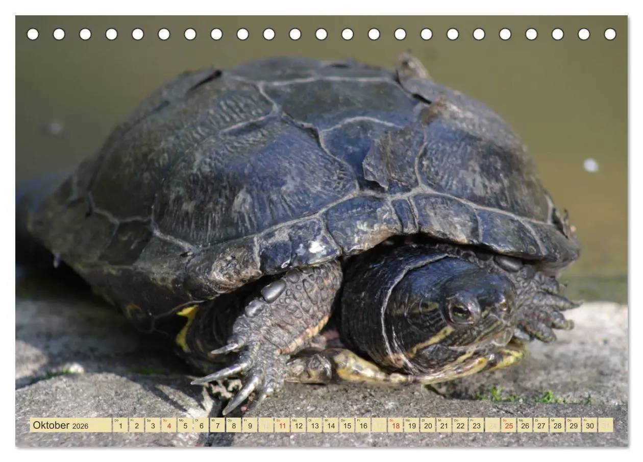 Bild: 9783516183412 | Schildkröten - Gepanzerte Urzeitwesen (Tischkalender 2026 DIN A5...