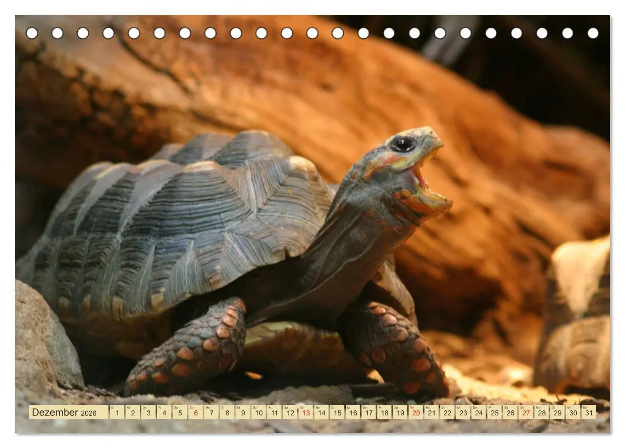 Bild: 9783516183412 | Schildkröten - Gepanzerte Urzeitwesen (Tischkalender 2026 DIN A5...