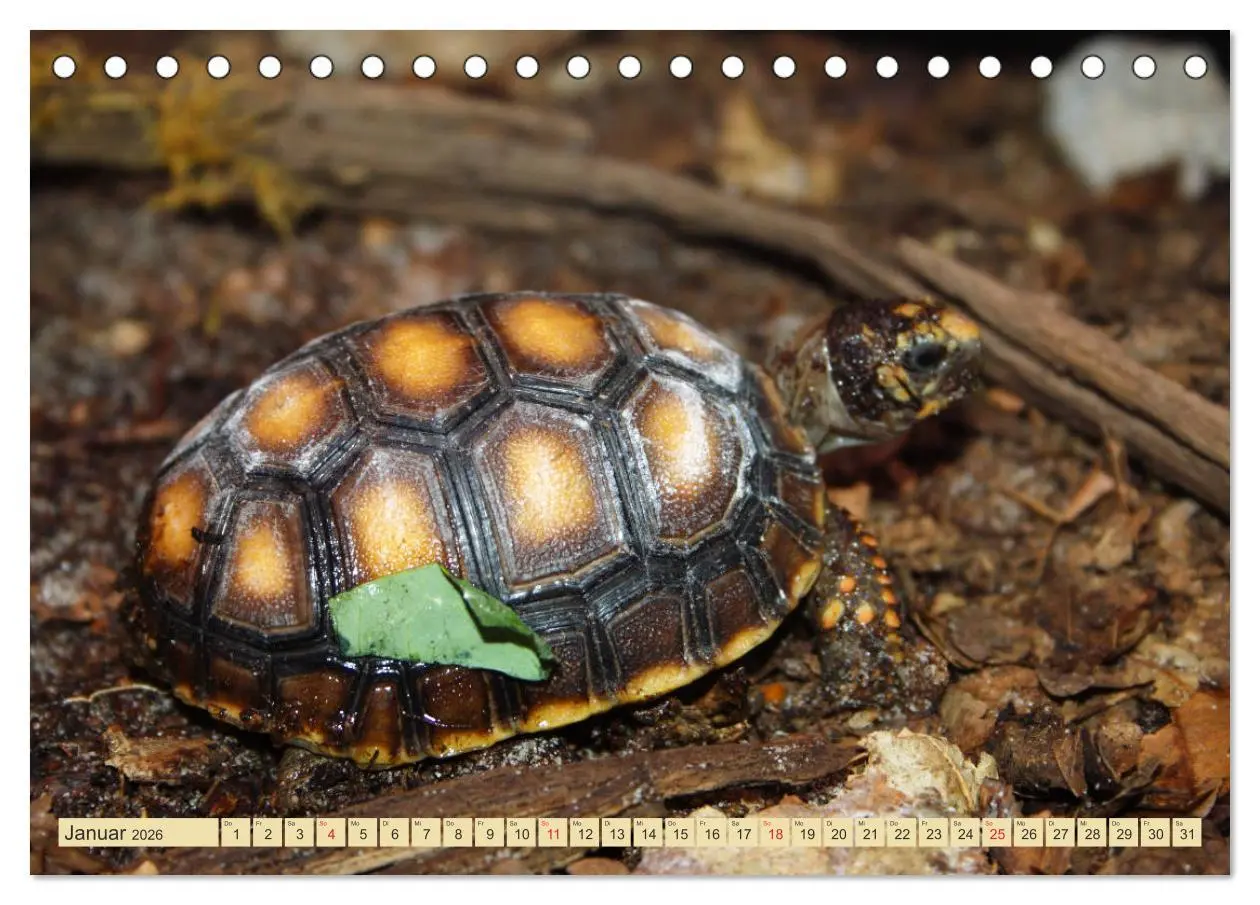 Bild: 9783516183412 | Schildkröten - Gepanzerte Urzeitwesen (Tischkalender 2026 DIN A5...