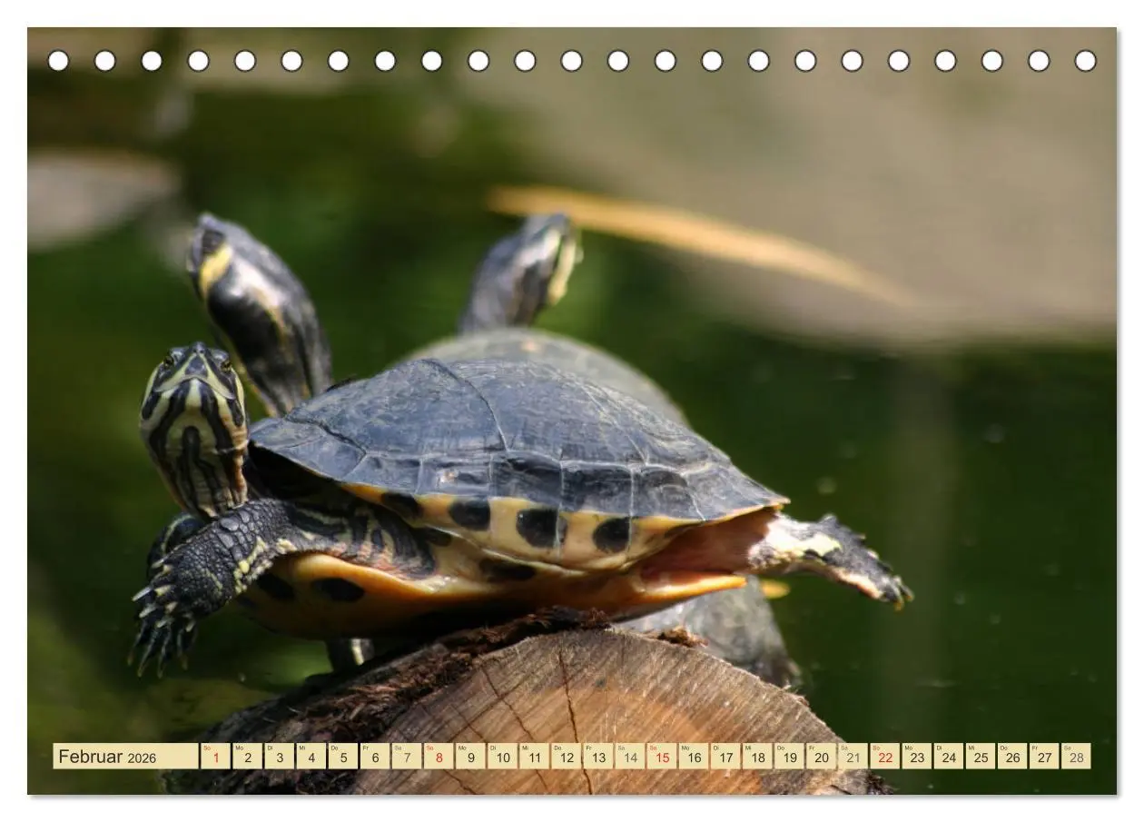 Bild: 9783516183412 | Schildkröten - Gepanzerte Urzeitwesen (Tischkalender 2026 DIN A5...