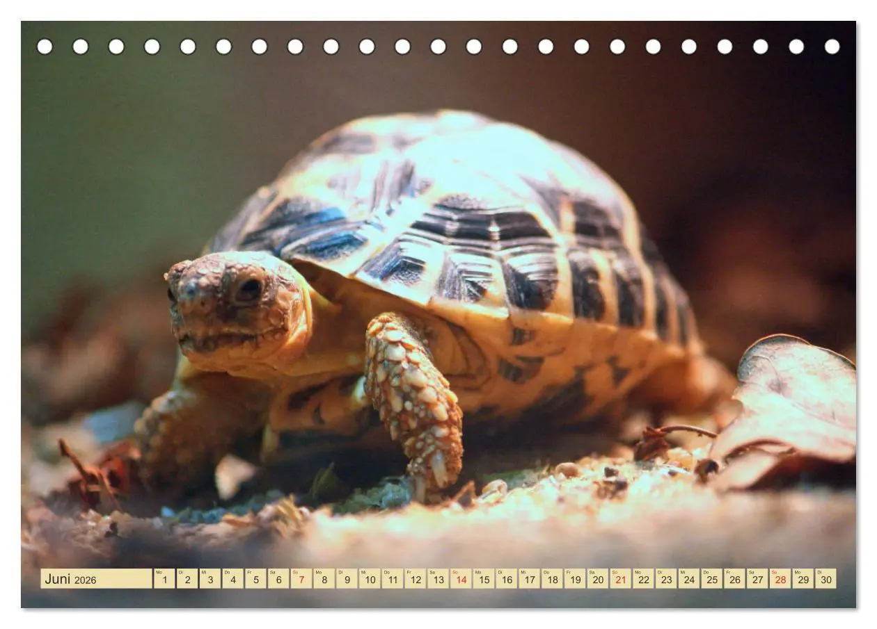 Bild: 9783516183412 | Schildkröten - Gepanzerte Urzeitwesen (Tischkalender 2026 DIN A5...