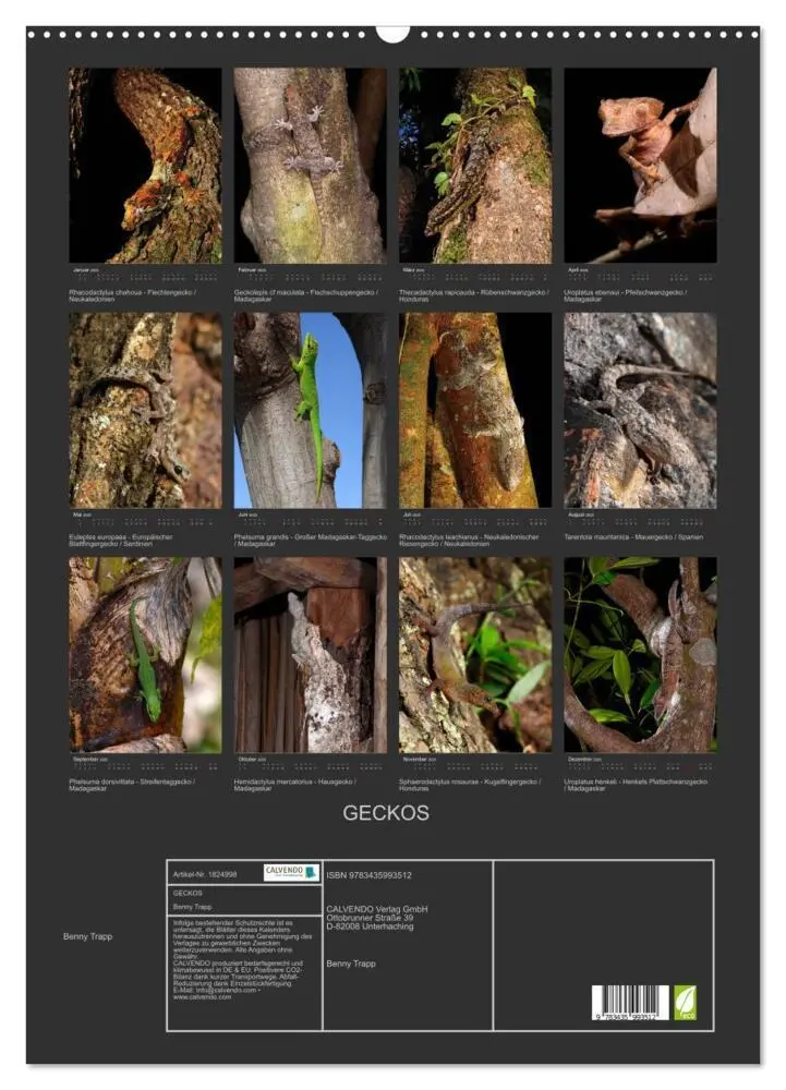 Bild: 9783435993512 | GECKOS (Wandkalender 2025 DIN A2 hoch), CALVENDO Monatskalender | 2025