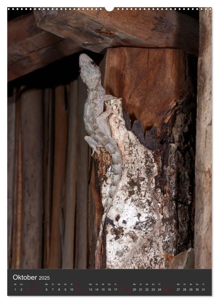 Bild: 9783435993512 | GECKOS (Wandkalender 2025 DIN A2 hoch), CALVENDO Monatskalender | 2025