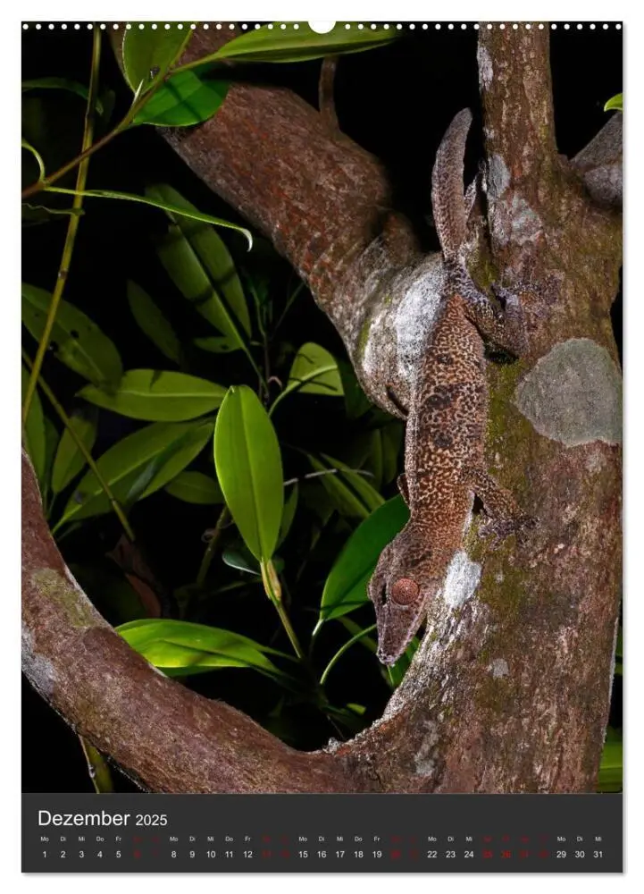 Bild: 9783435993512 | GECKOS (Wandkalender 2025 DIN A2 hoch), CALVENDO Monatskalender | 2025