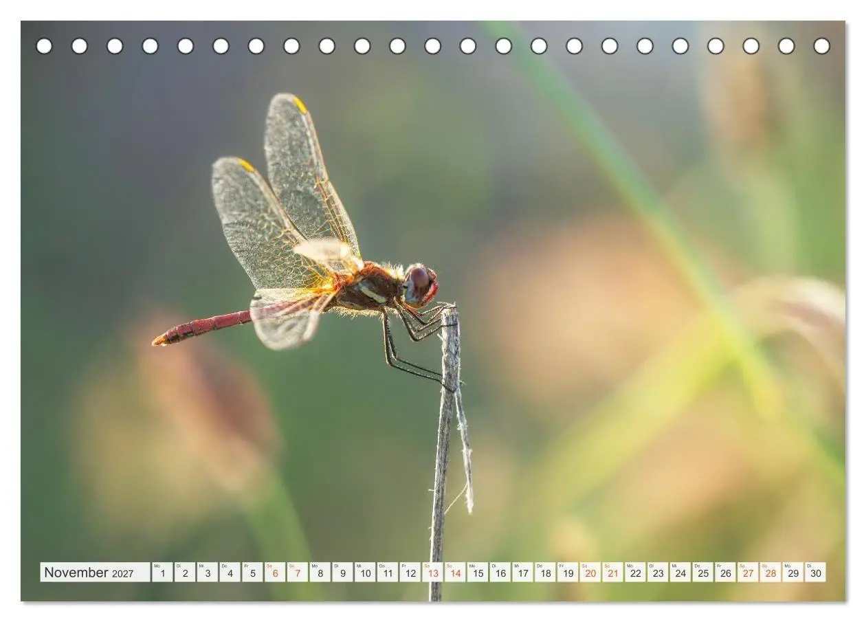 Bild: 9783516793512 | Libellenzauber (Tischkalender 2027 DIN A5 quer), CALVENDO...