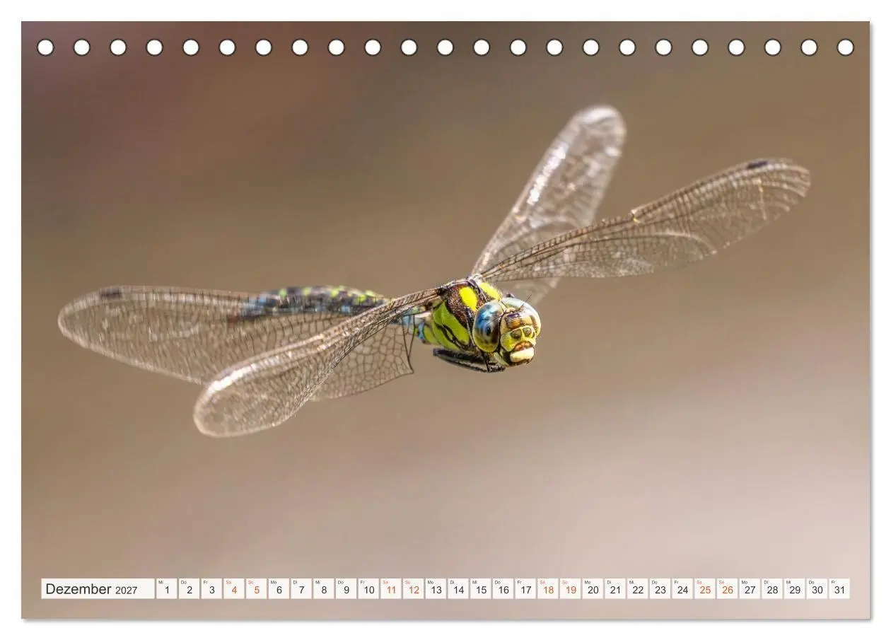 Bild: 9783516793512 | Libellenzauber (Tischkalender 2027 DIN A5 quer), CALVENDO...