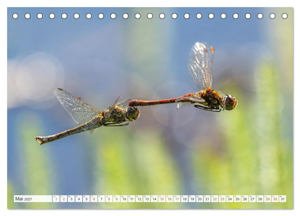 Bild: 9783516793512 | Libellenzauber (Tischkalender 2027 DIN A5 quer), CALVENDO...