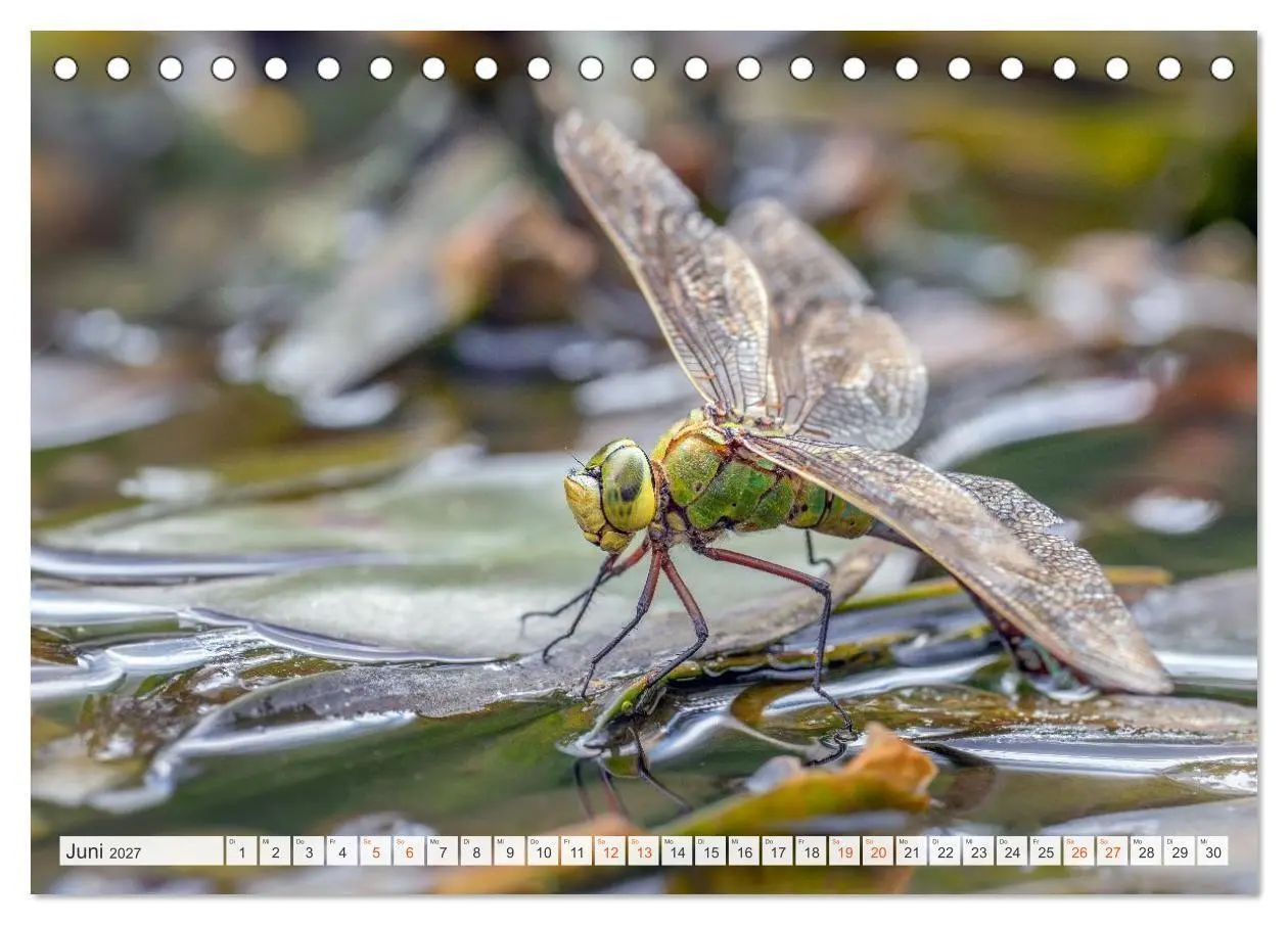 Bild: 9783516793512 | Libellenzauber (Tischkalender 2027 DIN A5 quer), CALVENDO...