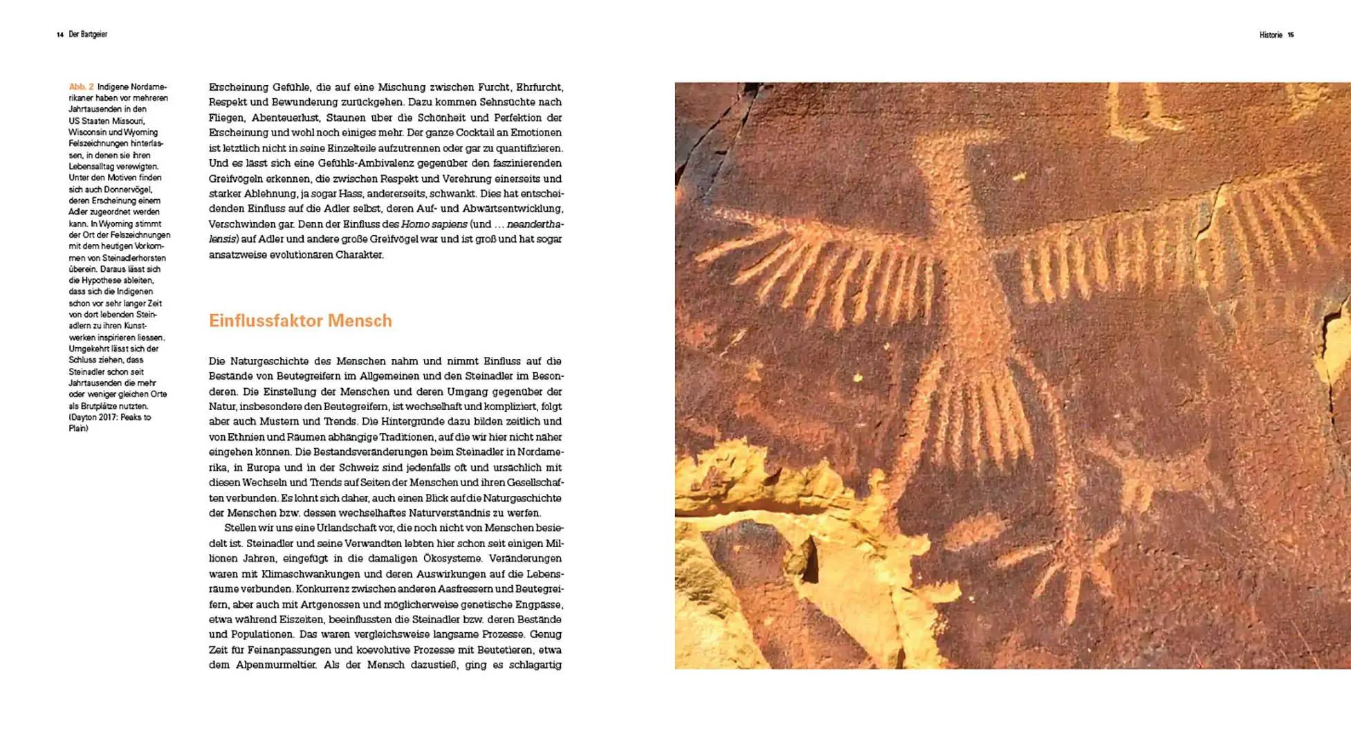 Bild: 9783258083612 | Der Steinadler | Eine Rückeroberung im Alpenraum | David Jenny (u. a.)