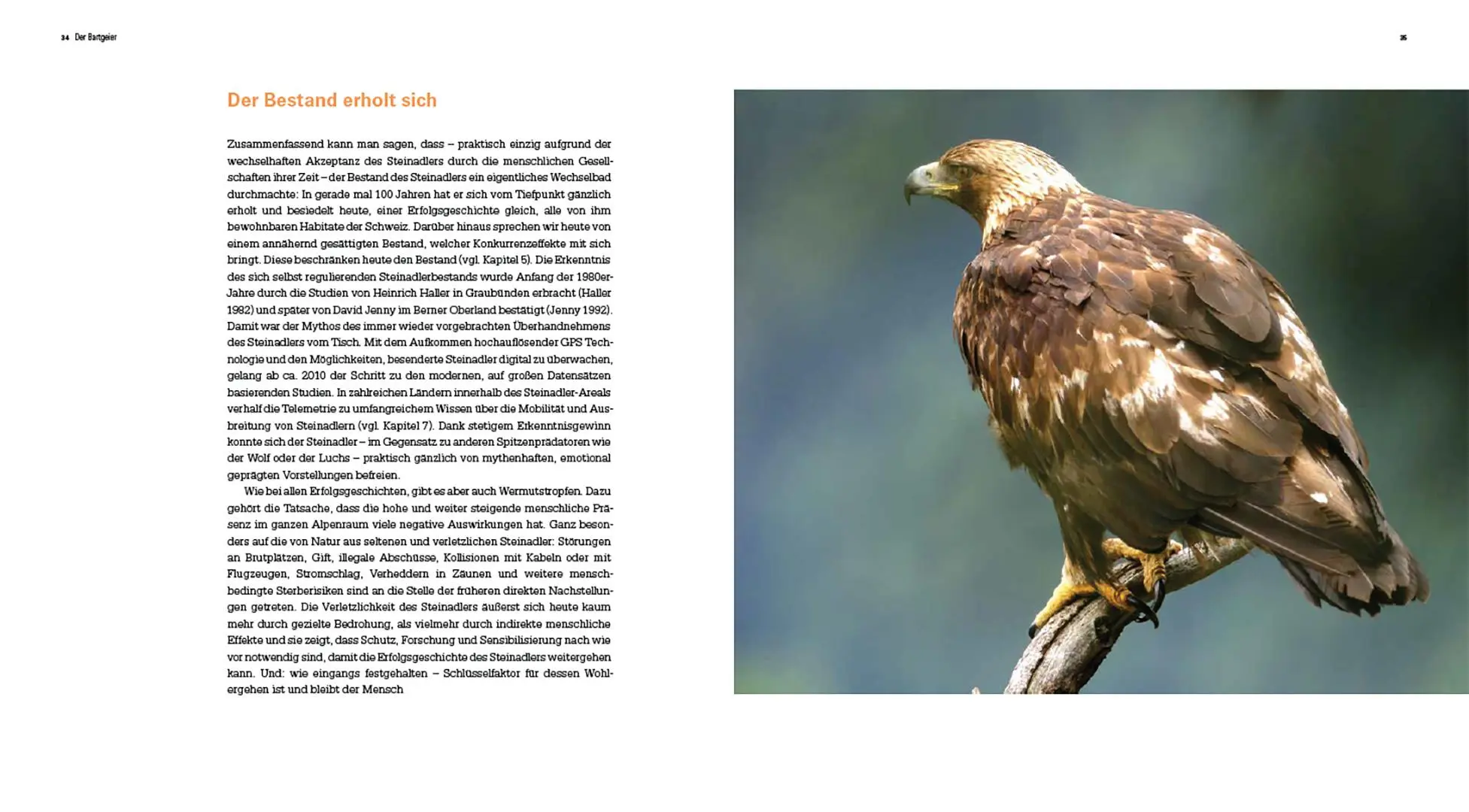 Bild: 9783258083612 | Der Steinadler | Eine Rückeroberung im Alpenraum | David Jenny (u. a.)