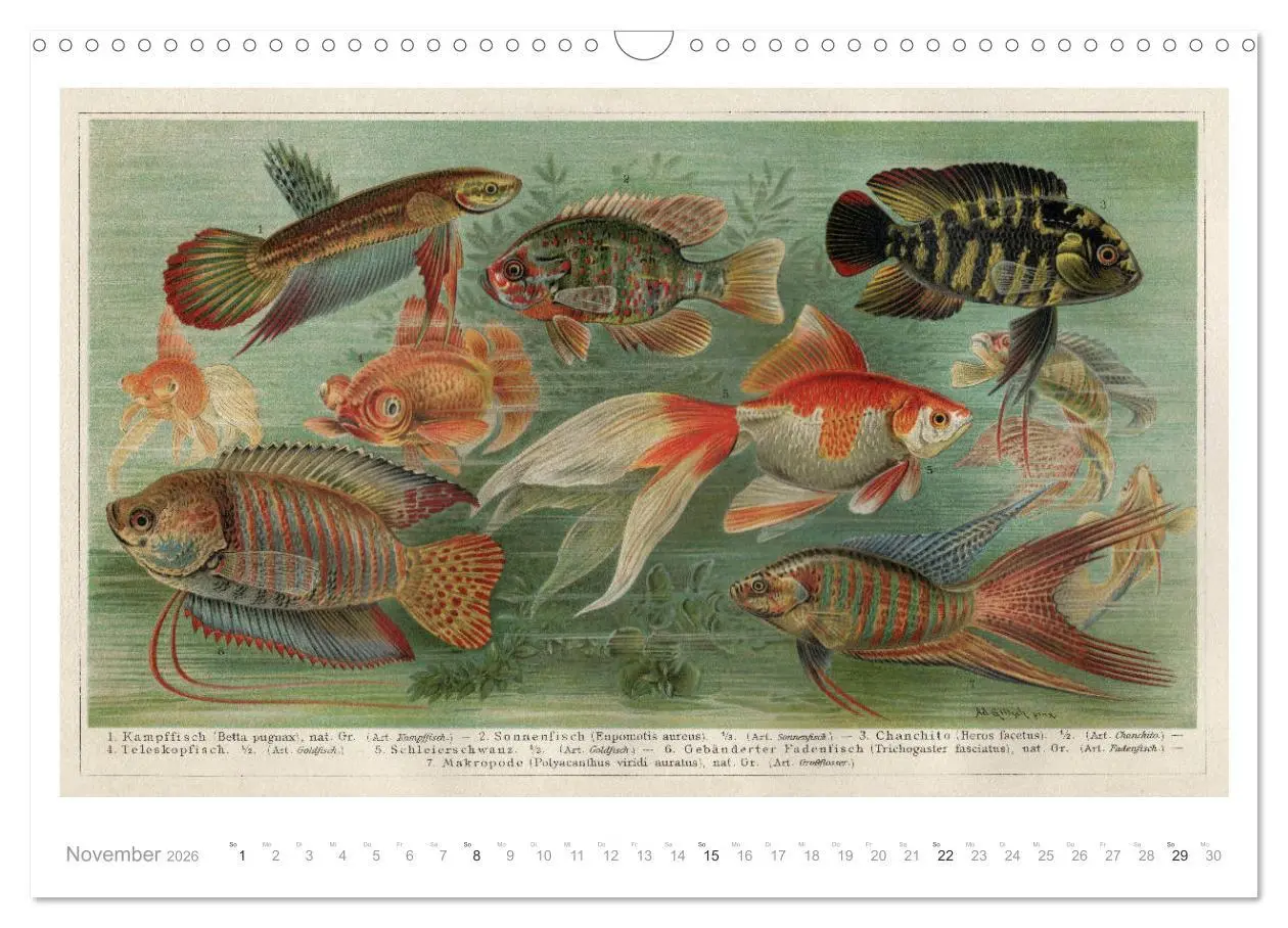 Bild: 9783457833612 | Farbenprächtige Fauna. Fische, Vögel, Schmetterlinge in Grafiken...