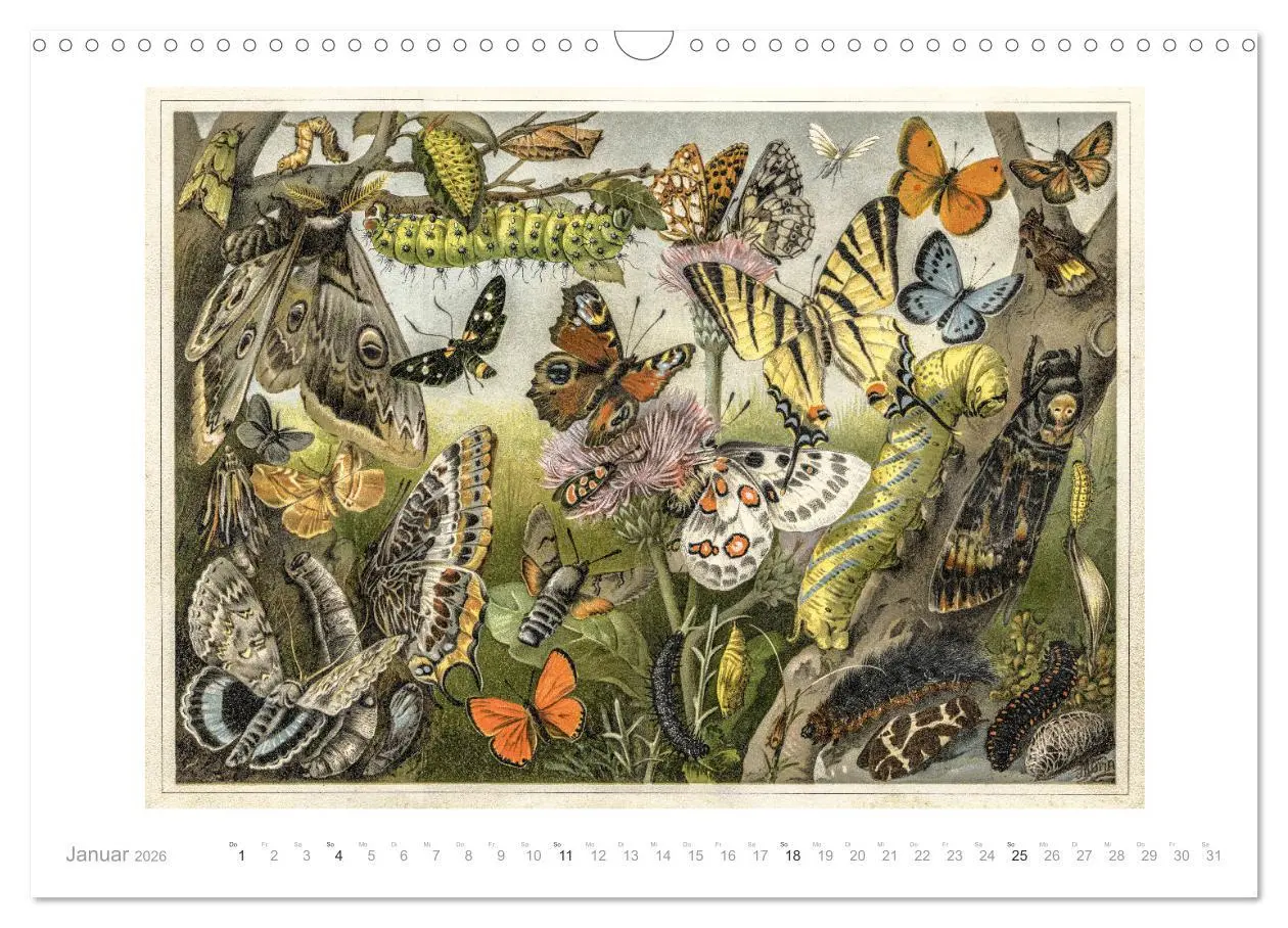 Bild: 9783457833612 | Farbenprächtige Fauna. Fische, Vögel, Schmetterlinge in Grafiken...