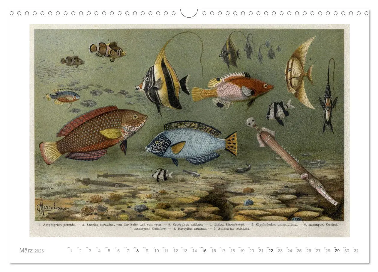 Bild: 9783457833612 | Farbenprächtige Fauna. Fische, Vögel, Schmetterlinge in Grafiken...