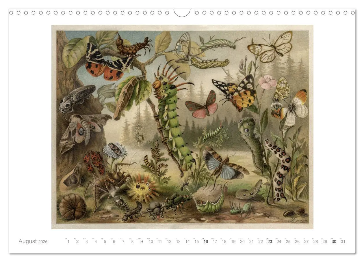Bild: 9783457833612 | Farbenprächtige Fauna. Fische, Vögel, Schmetterlinge in Grafiken...
