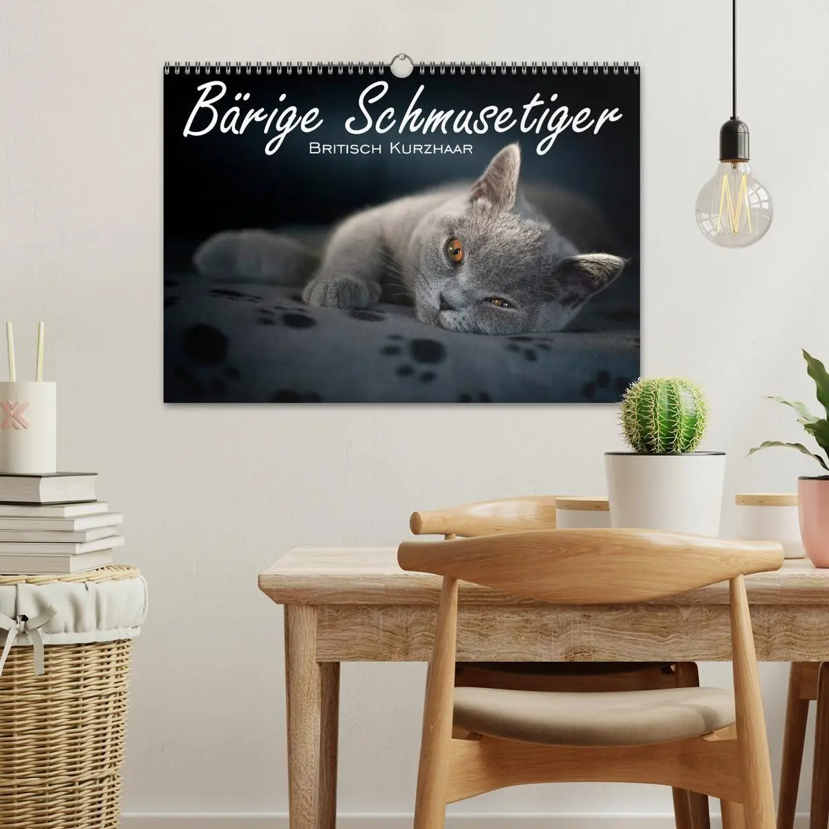 Bild: 9783516163612 | Bärige Schmusetiger - Britisch Kurzhaar (Wandkalender 2026 DIN A3...