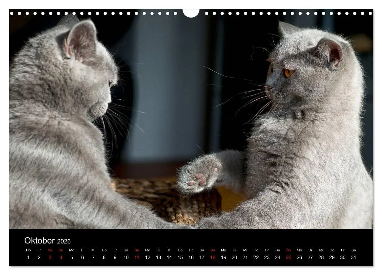 Bild: 9783516163612 | Bärige Schmusetiger - Britisch Kurzhaar (Wandkalender 2026 DIN A3...