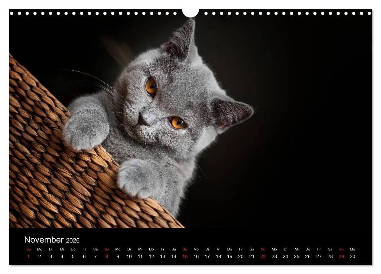 Bild: 9783516163612 | Bärige Schmusetiger - Britisch Kurzhaar (Wandkalender 2026 DIN A3...