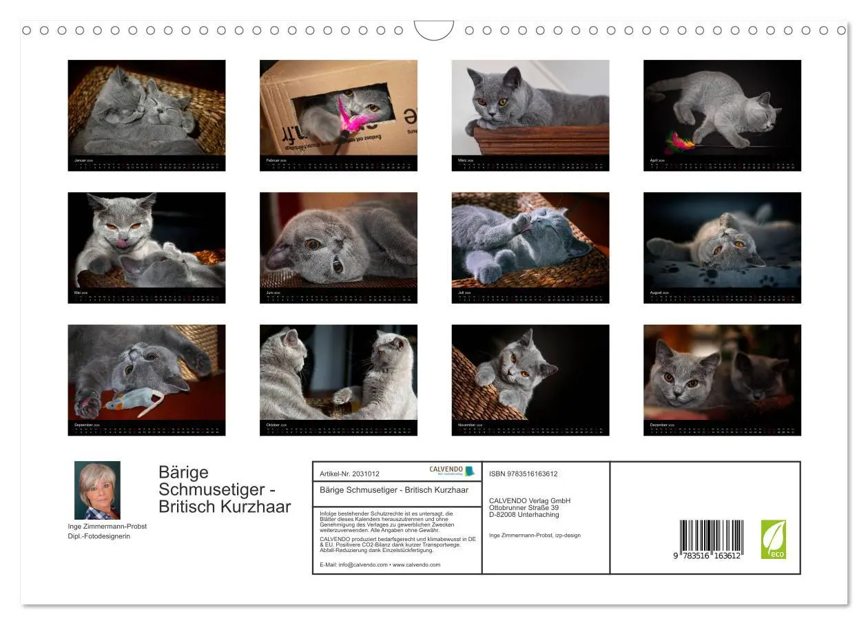 Bild: 9783516163612 | Bärige Schmusetiger - Britisch Kurzhaar (Wandkalender 2026 DIN A3...