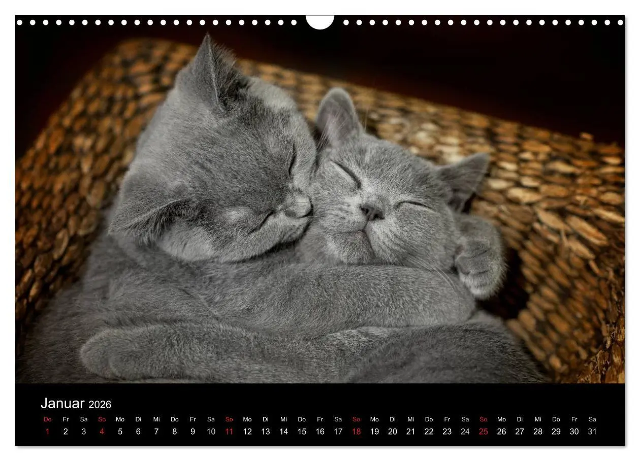 Bild: 9783516163612 | Bärige Schmusetiger - Britisch Kurzhaar (Wandkalender 2026 DIN A3...