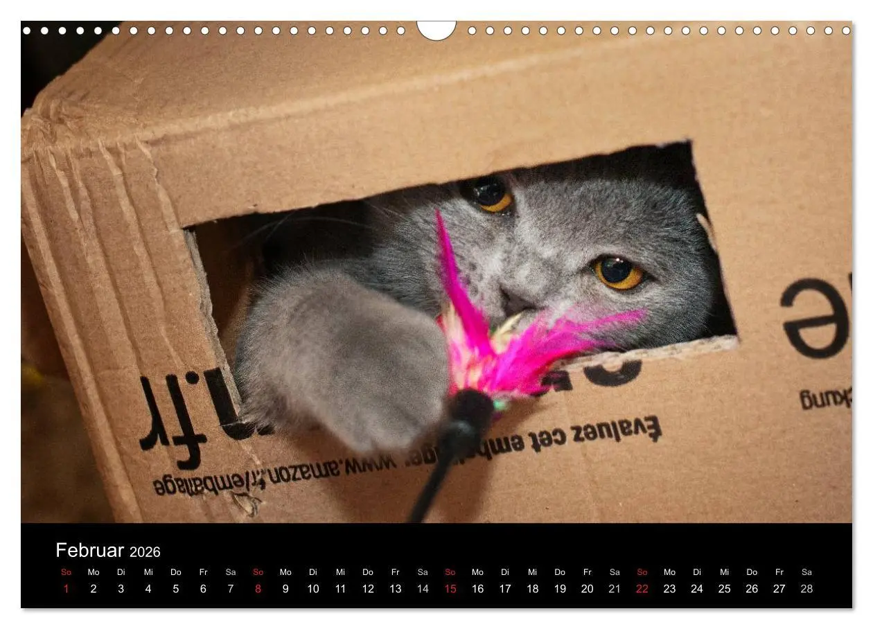 Bild: 9783516163612 | Bärige Schmusetiger - Britisch Kurzhaar (Wandkalender 2026 DIN A3...
