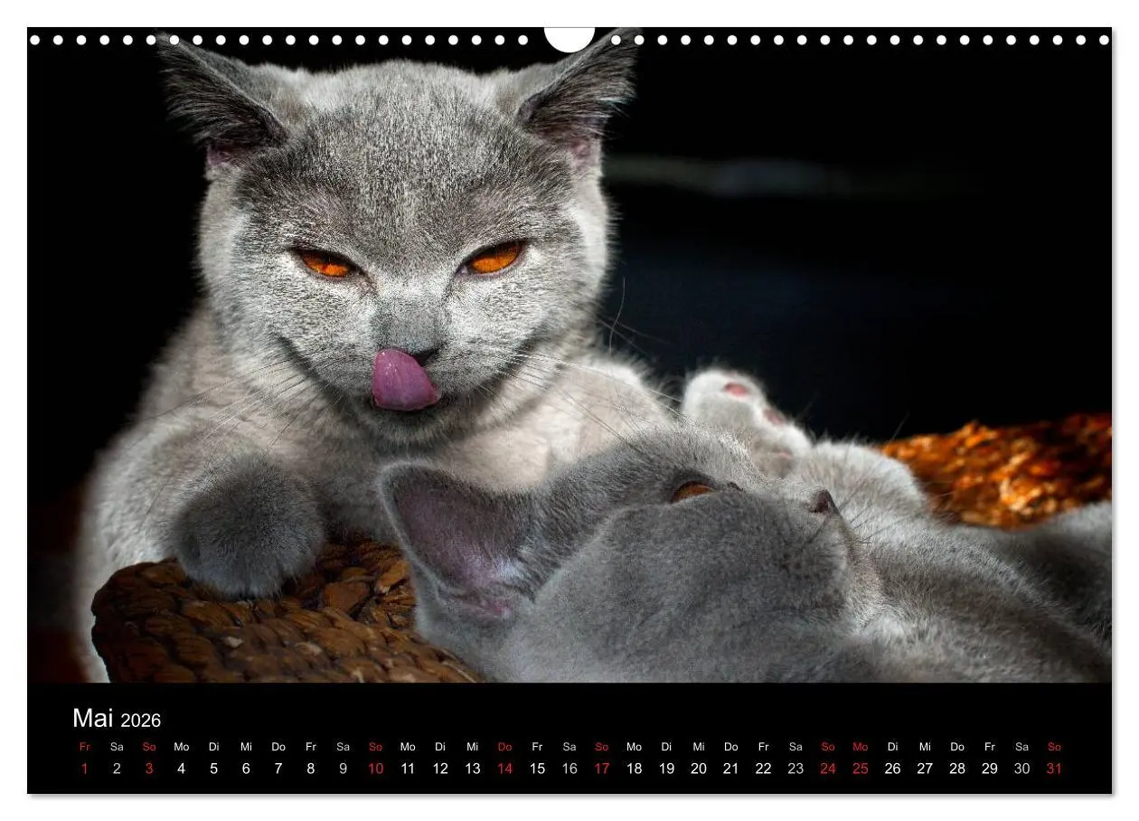 Bild: 9783516163612 | Bärige Schmusetiger - Britisch Kurzhaar (Wandkalender 2026 DIN A3...