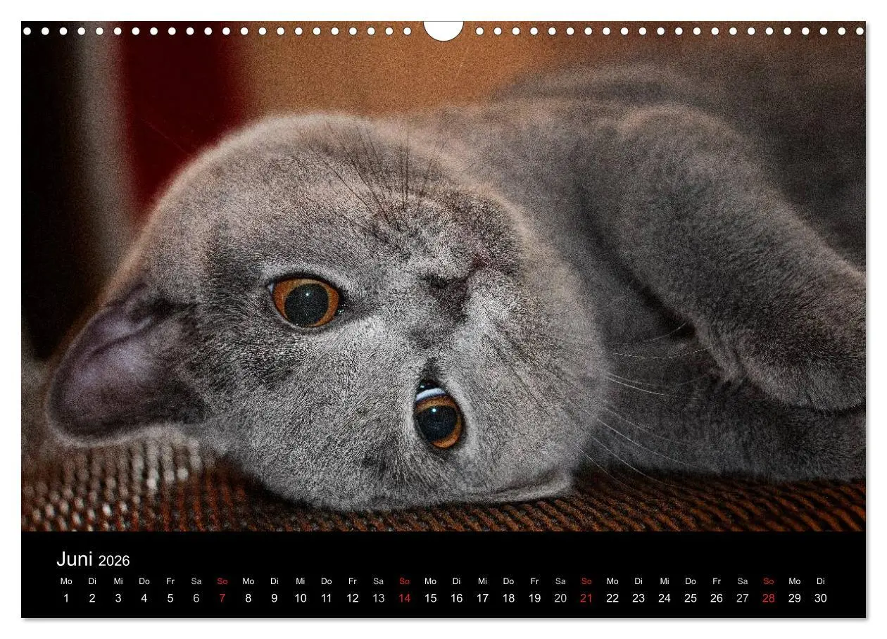 Bild: 9783516163612 | Bärige Schmusetiger - Britisch Kurzhaar (Wandkalender 2026 DIN A3...