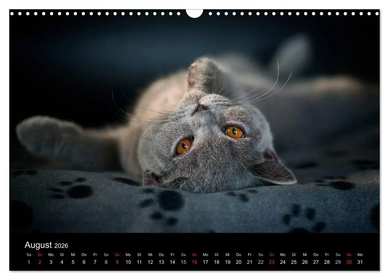Bild: 9783516163612 | Bärige Schmusetiger - Britisch Kurzhaar (Wandkalender 2026 DIN A3...