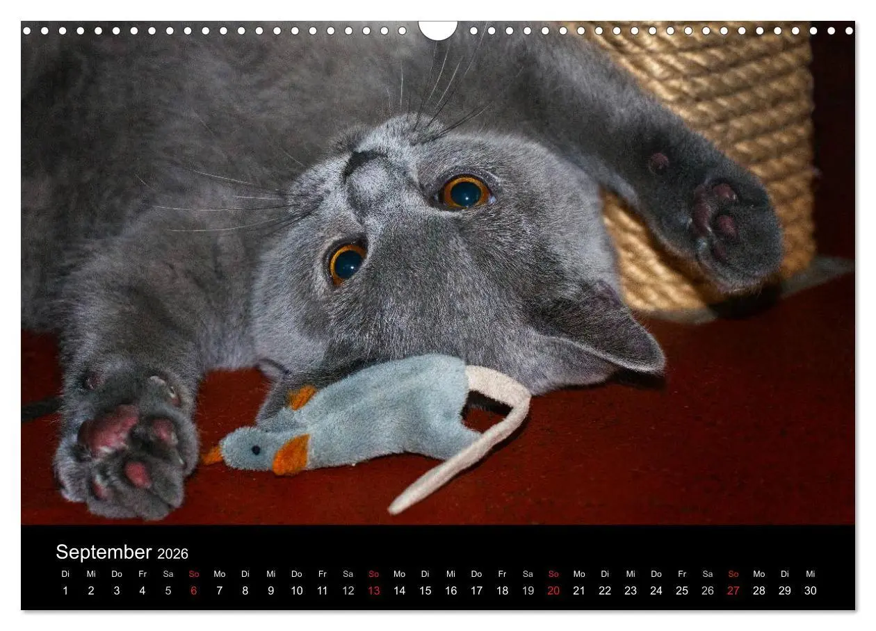 Bild: 9783516163612 | Bärige Schmusetiger - Britisch Kurzhaar (Wandkalender 2026 DIN A3...