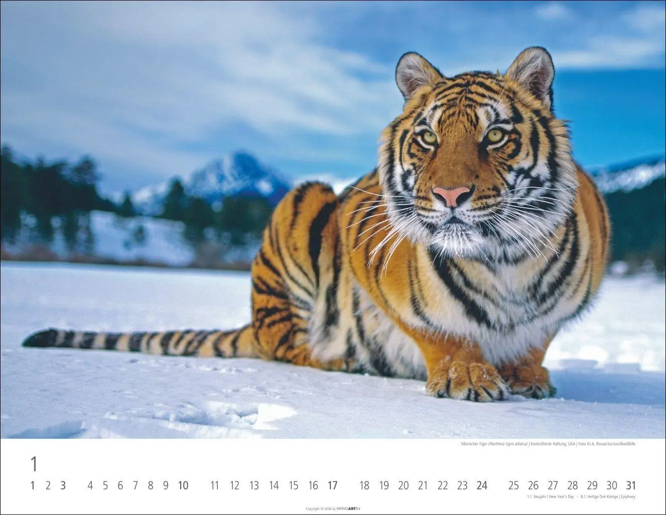 Bild: 9783839903612 | Tiger Kalender 2027 | Kalender | Tierkalender Weingarten | 14 S.