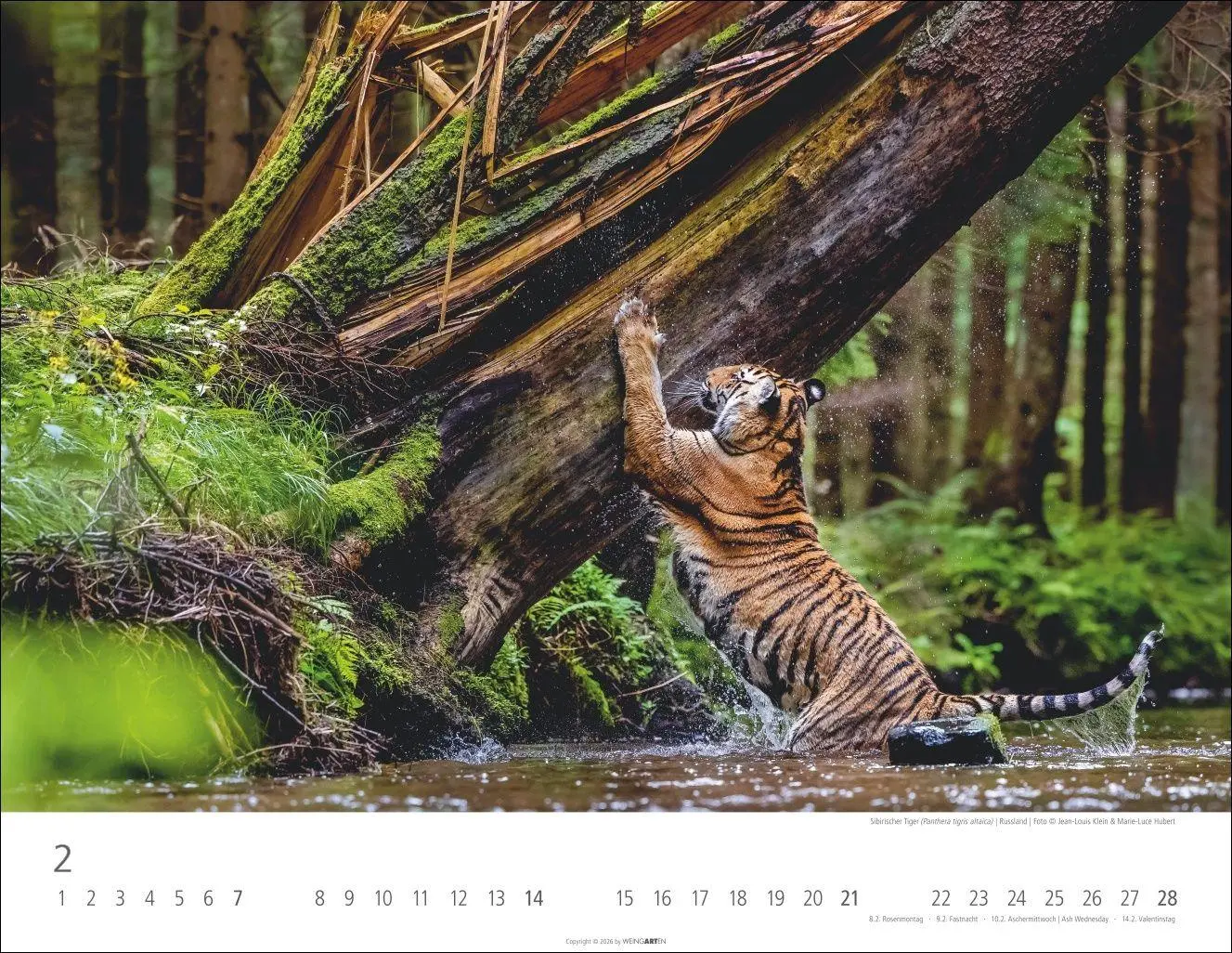 Bild: 9783839903612 | Tiger Kalender 2027 | Kalender | Tierkalender Weingarten | 14 S.