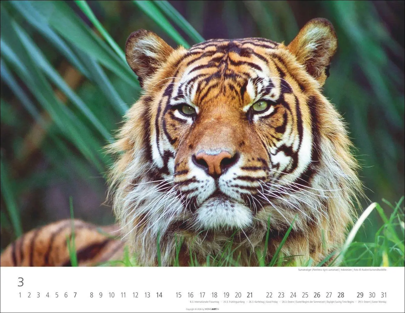 Bild: 9783839903612 | Tiger Kalender 2027 | Kalender | Tierkalender Weingarten | 14 S.