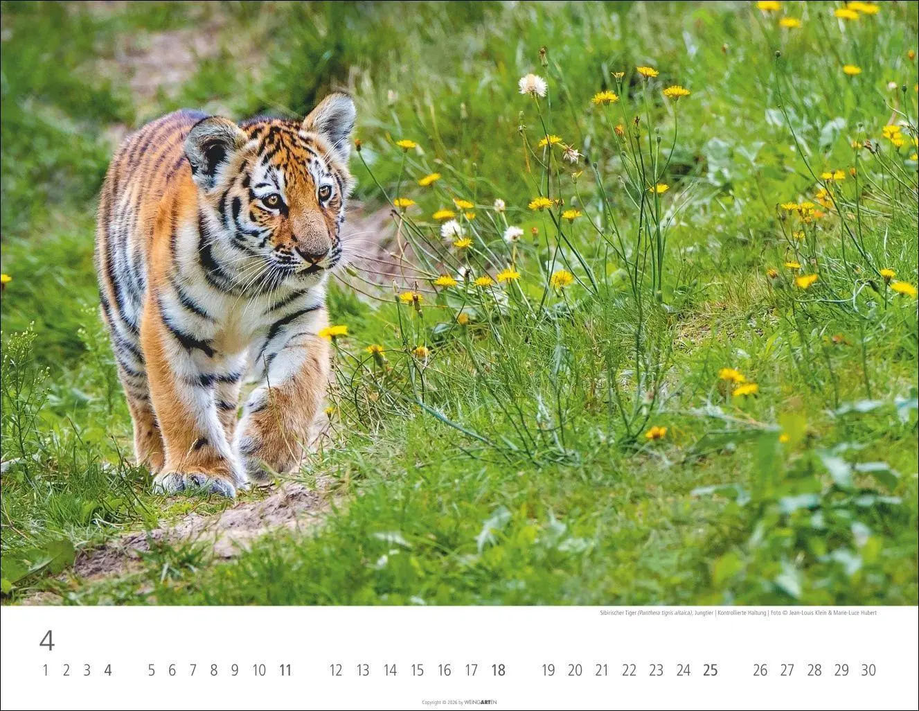 Bild: 9783839903612 | Tiger Kalender 2027 | Kalender | Tierkalender Weingarten | 14 S.