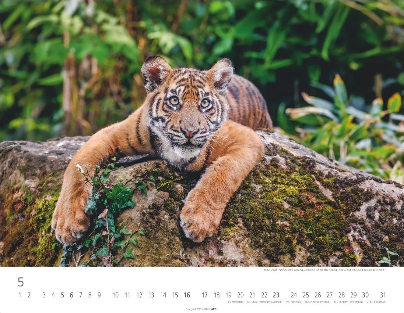 Bild: 9783839903612 | Tiger Kalender 2027 | Kalender | Tierkalender Weingarten | 14 S.