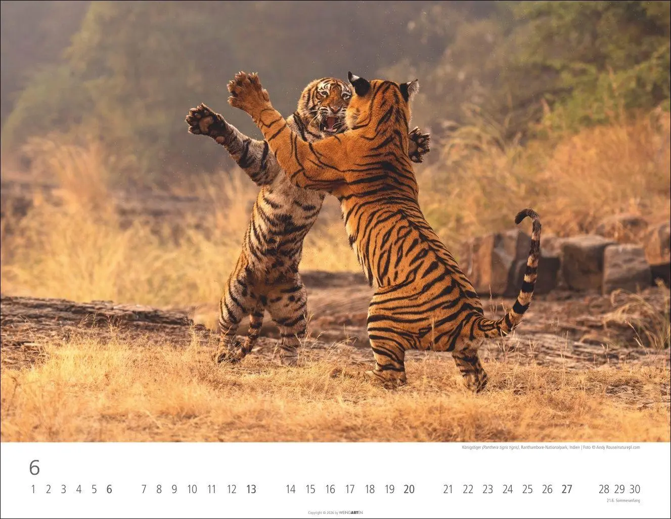Bild: 9783839903612 | Tiger Kalender 2027 | Kalender | Tierkalender Weingarten | 14 S.