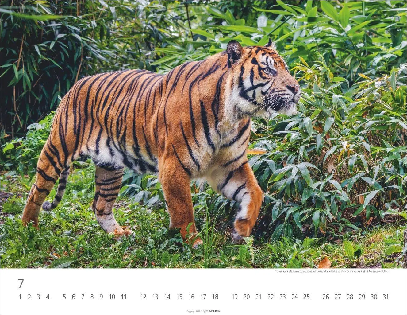 Bild: 9783839903612 | Tiger Kalender 2027 | Kalender | Tierkalender Weingarten | 14 S.