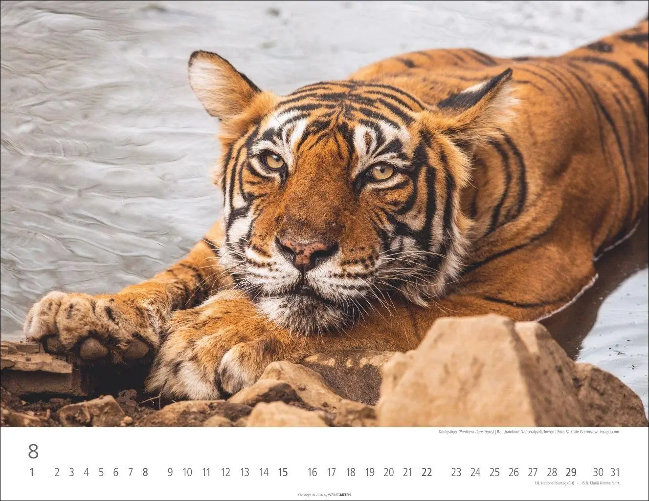 Bild: 9783839903612 | Tiger Kalender 2027 | Kalender | Tierkalender Weingarten | 14 S.