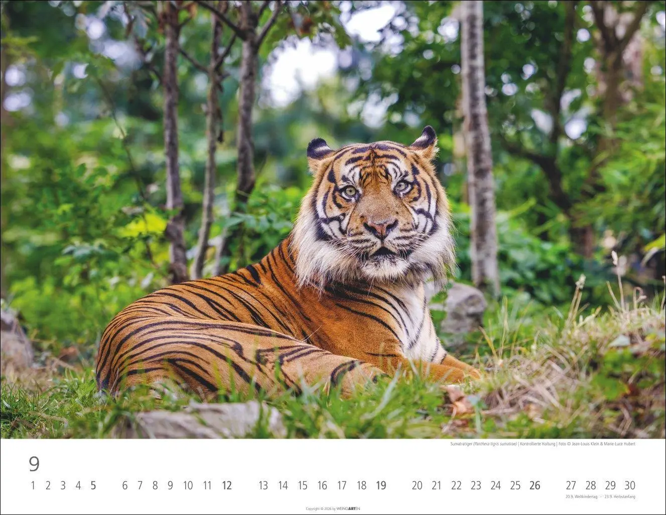 Bild: 9783839903612 | Tiger Kalender 2027 | Kalender | Tierkalender Weingarten | 14 S.