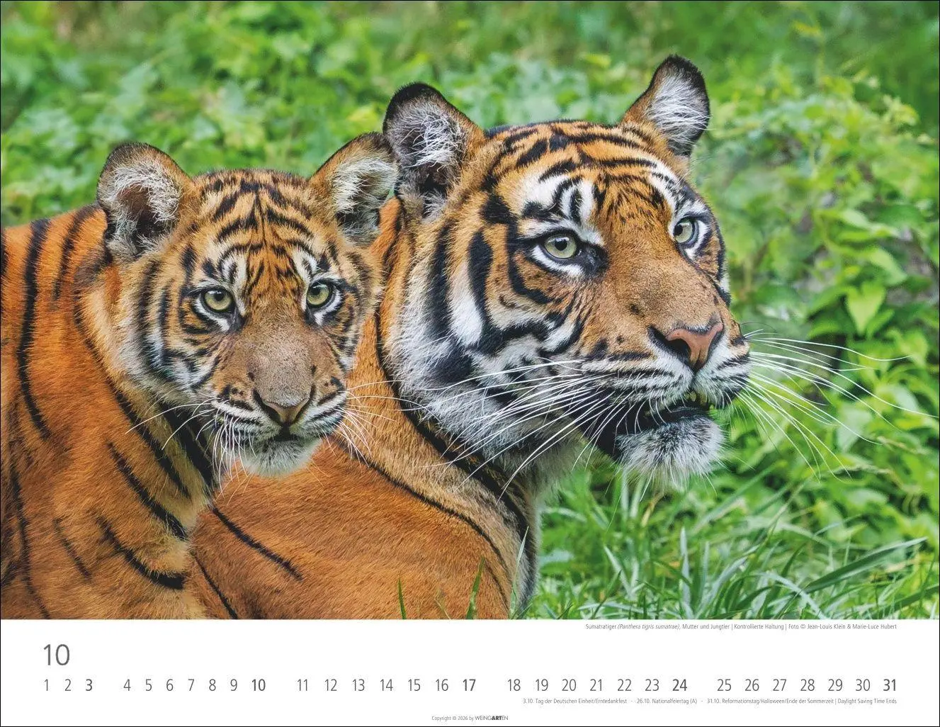 Bild: 9783839903612 | Tiger Kalender 2027 | Kalender | Tierkalender Weingarten | 14 S.