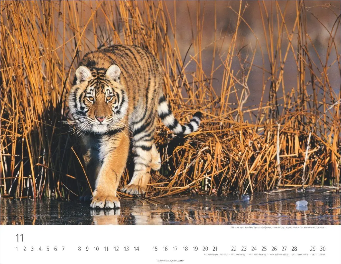 Bild: 9783839903612 | Tiger Kalender 2027 | Kalender | Tierkalender Weingarten | 14 S.