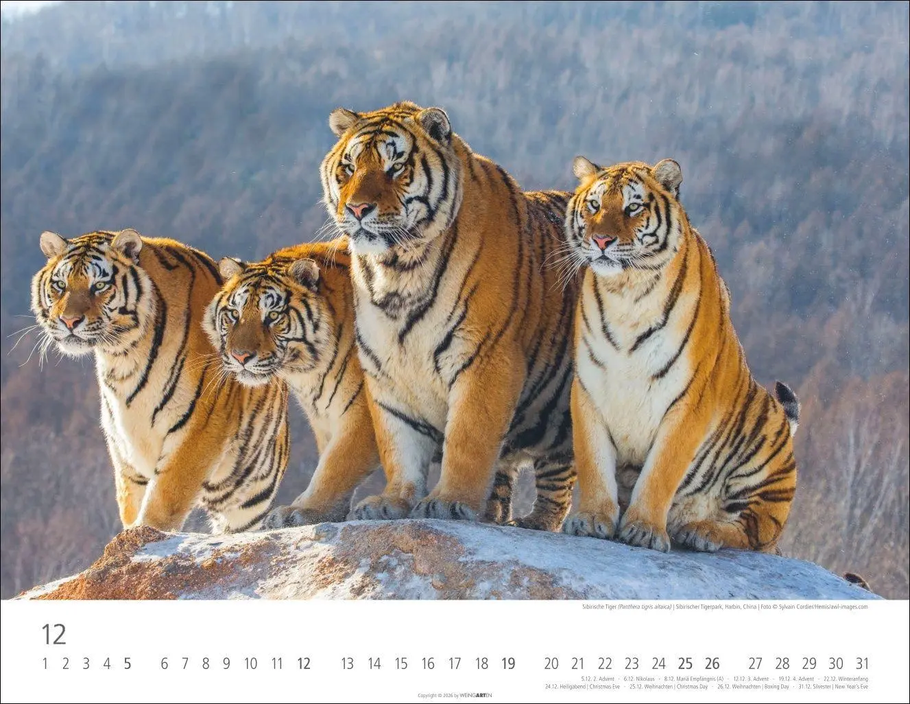 Bild: 9783839903612 | Tiger Kalender 2027 | Kalender | Tierkalender Weingarten | 14 S.