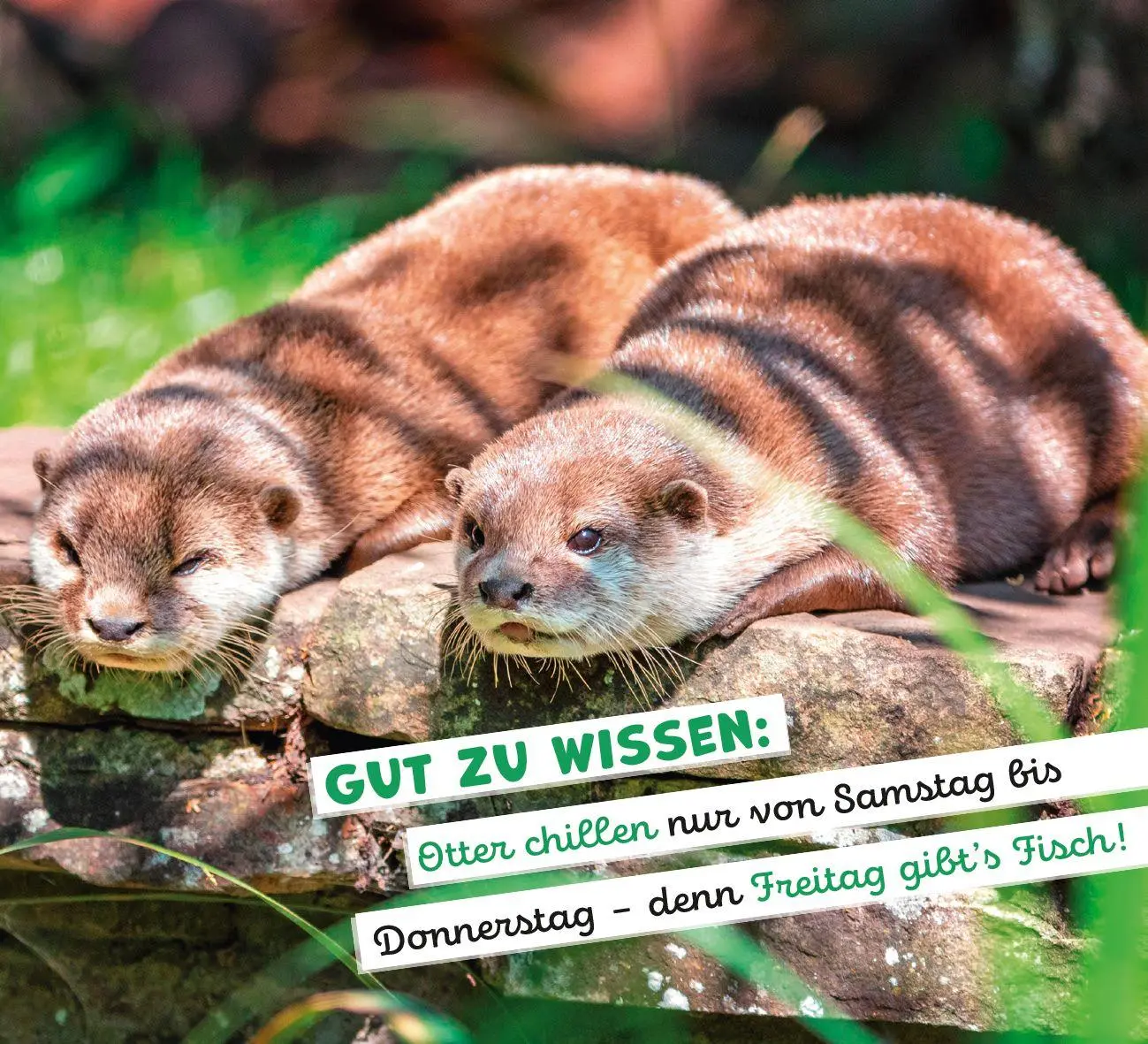 Bild: 9783848503612 | Tierisch happy jeden Tag | Paulus Vennebusch | Taschenbuch | 52 S.