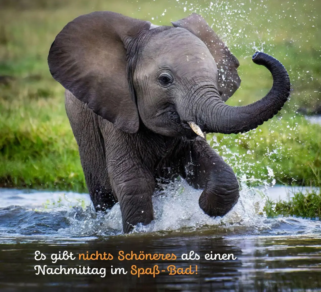 Bild: 9783848503612 | Tierisch happy jeden Tag | Paulus Vennebusch | Taschenbuch | 52 S.