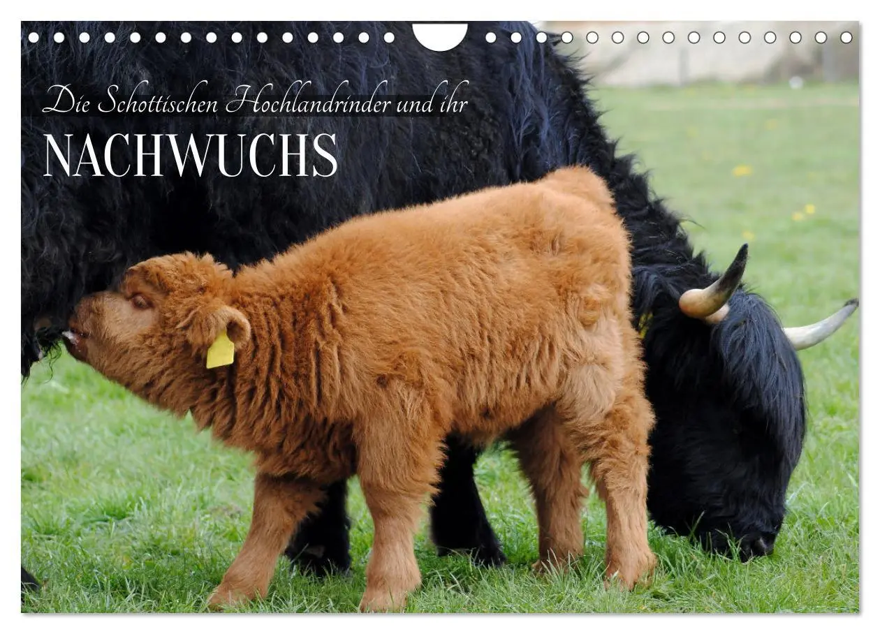 Cover: 9783457363812 | Die Schottischen Hochlandrinder und ihr Nachwuchs (Wandkalender...